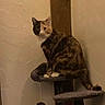 cat, calico_cat, feline, pet, animal, sitting, cat_tree, scratching_post, indoors, home, wall, wood, platform, tail, paws, ears, whiskers, portrait, looking_at_camera, warm_lighting