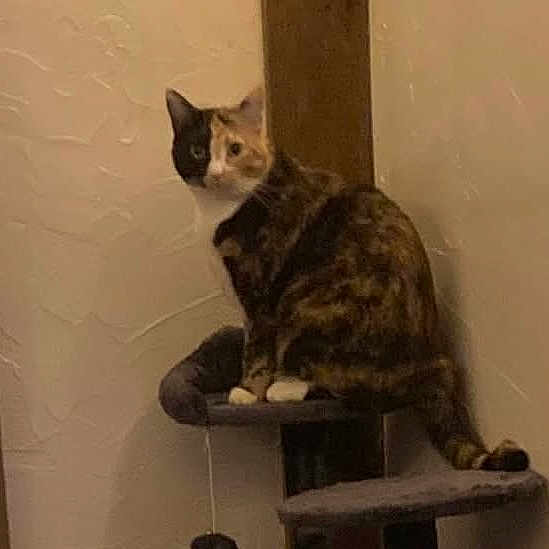 Cece