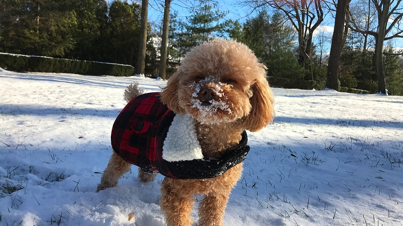 Rocky is registered to the contest to win money with this photo: canidae, carnivore, companion_dog, dog, dog_breed, dog_clothes, goldendoodle, lagotto_romagnolo, mammal, miniature_poodle, non_sporting_group, poodle, poodle_crossbreed, snow, sporting_group, standard_poodle, toy_dog, toy_poodle, vertebrate, winter