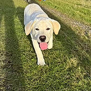 Volt participe au concours pour gagner de l'argent avec cette photo : dog, labrador_retriever, puppy, grass, outdoor, pet, tongue_out, happy, walking, close_up, single_animal, white_fur, nose, ears, shadow, sunny, daylight, portrait, playful, field