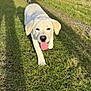 dog, labrador_retriever, puppy, grass, outdoor, pet, tongue_out, happy, walking, close_up, single_animal, white_fur, nose, ears, shadow, sunny, daylight, portrait, playful, field