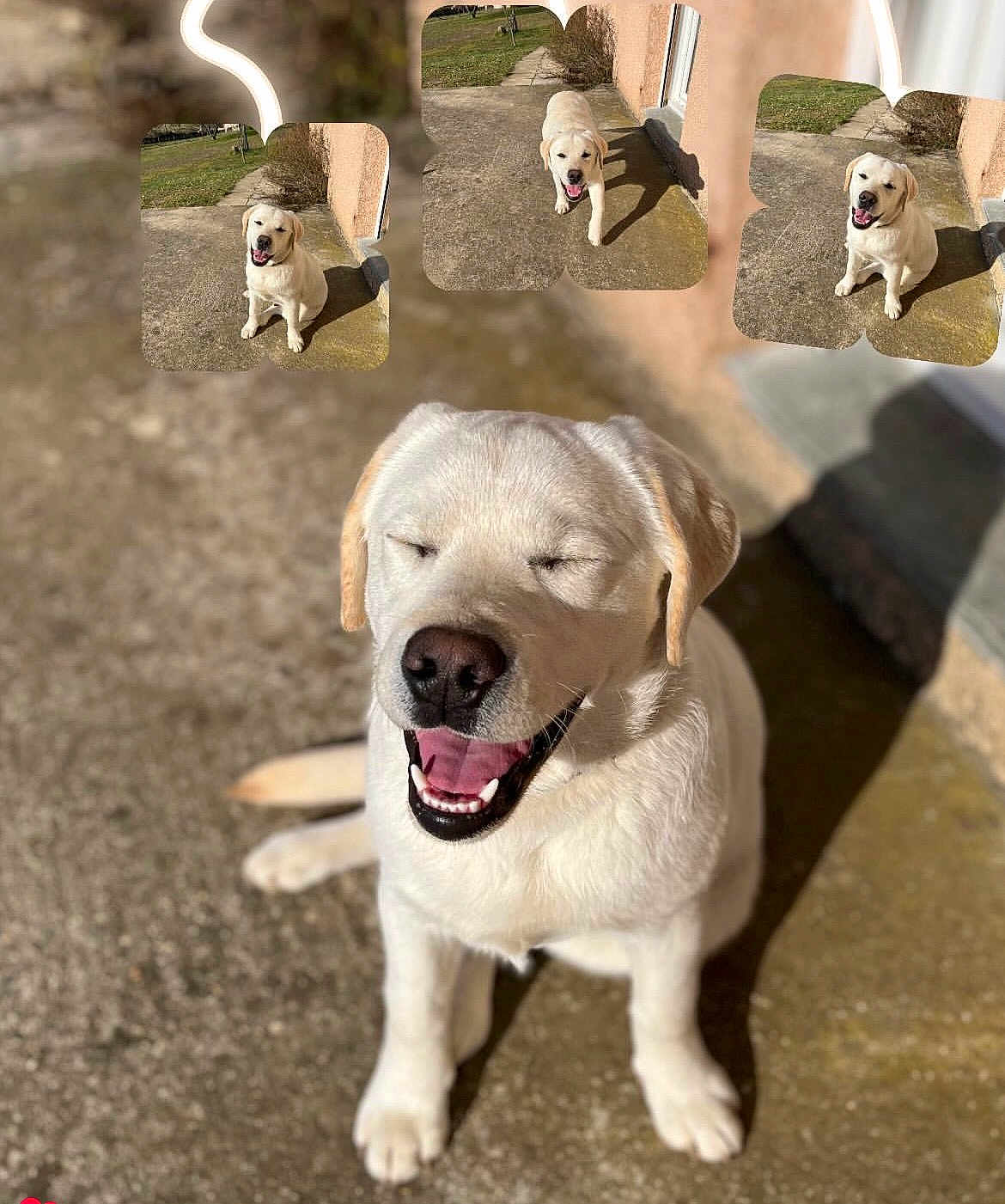 Volt participe au concours pour gagner de l'argent avec cette photo : dog, labrador, puppy, smiling, tongue_out, white_fur, sitting, outdoor, sunlit, concrete, pavement, shadow, close_up, portrait, collage, sticker, happy, ears, pet, front_view