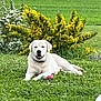 Volt participe au concours pour gagner de l'argent avec cette photo : dog, labrador, white_dog, grass, yellow_bush, flowers, outdoors, pet, toy, happy, lying_down, nature, green_field, clover, collar, canine, portrait, summer, garden, smile