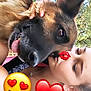 Yasko participe au concours pour gagner de l'argent avec cette photo : german_shepherd, dog, person, selfie, kiss, sticker_kiss, emoji, heart_emoji, heart_eyes_emoji, tongue_out, closeup, pet, affection, outdoor, trees, grass, necklace, ears, friendship, summer