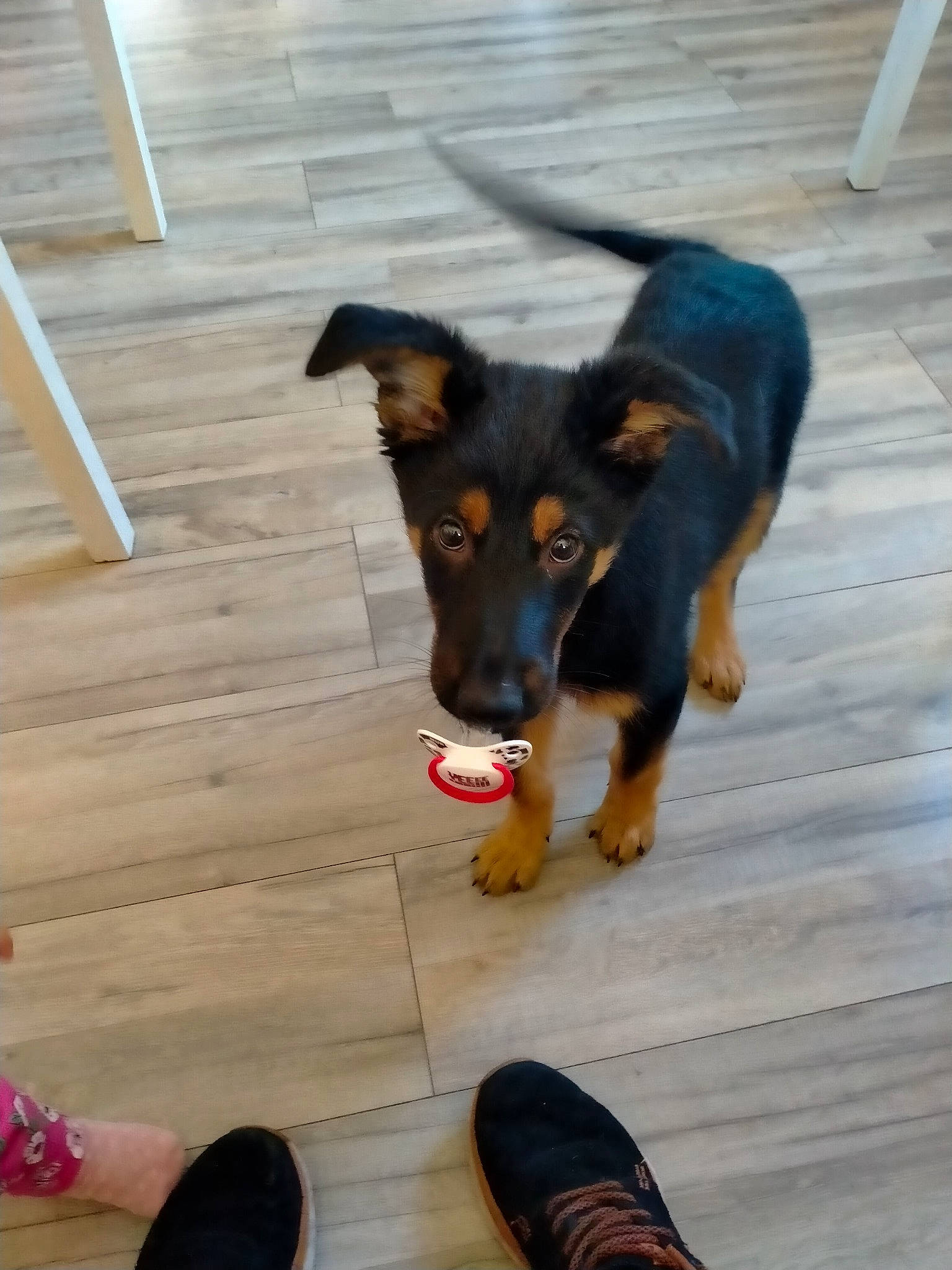 Scoobidou a rejoint le concours — aidez-le/la à gagner de superbes lots ! canidae, carnivore, companion_dog, dog, dog_breed, flooring, foot, fur, hardwood, human_leg, paw, plank, sharing, snout, sporting_group, wood, working_animal, working_dog