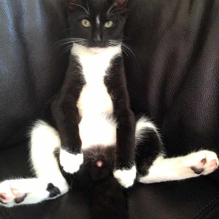 Paisley joined the competition — help win amazing prizes!