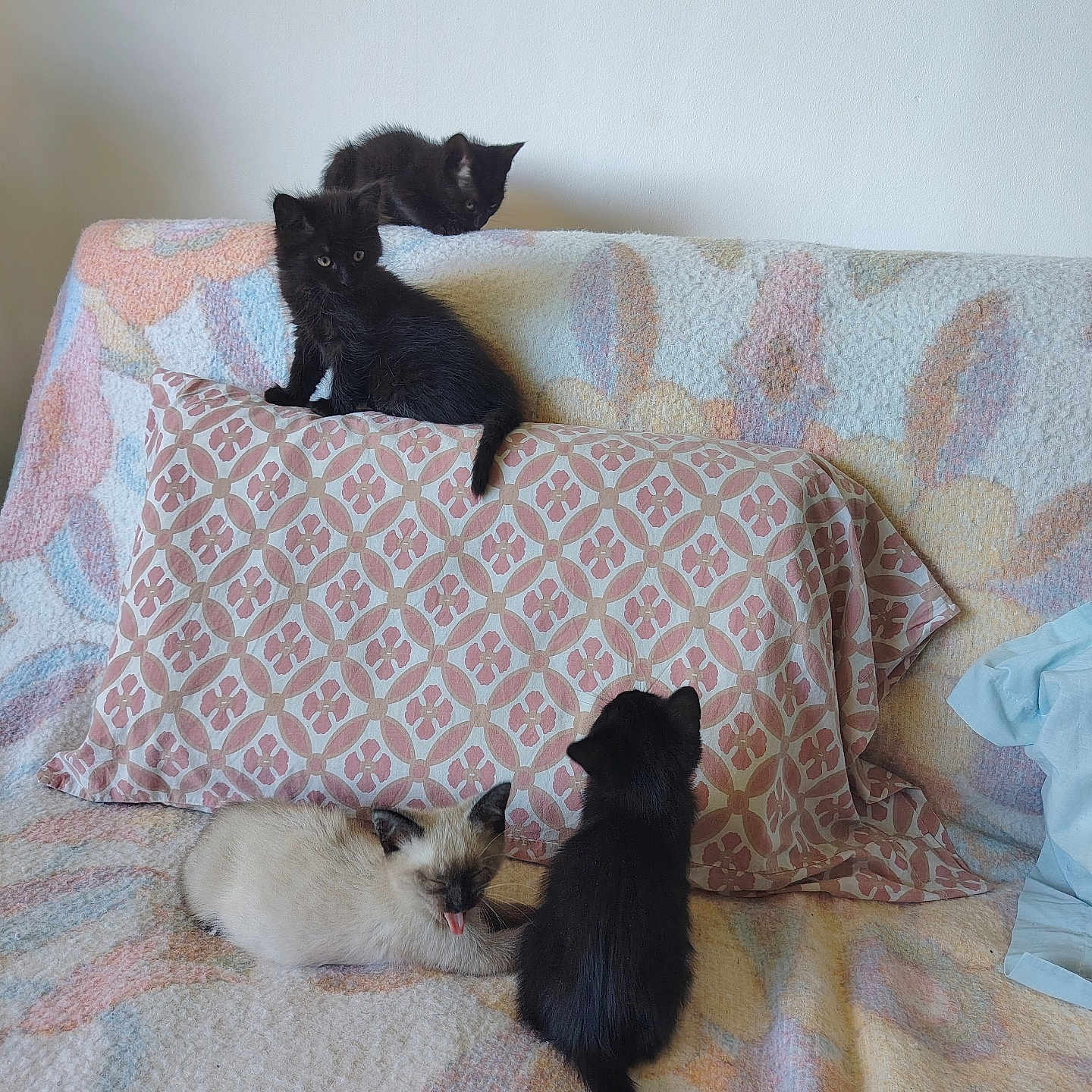 Les Mimis participe au concours pour gagner de l'argent avec cette photo : kitten, cat, black_cat, cream_cat, couch, blanket, pillow, indoor, pet, cute, sleepy, yawning, feline, fur, animal, resting, curious, soft_texture, home, cozy