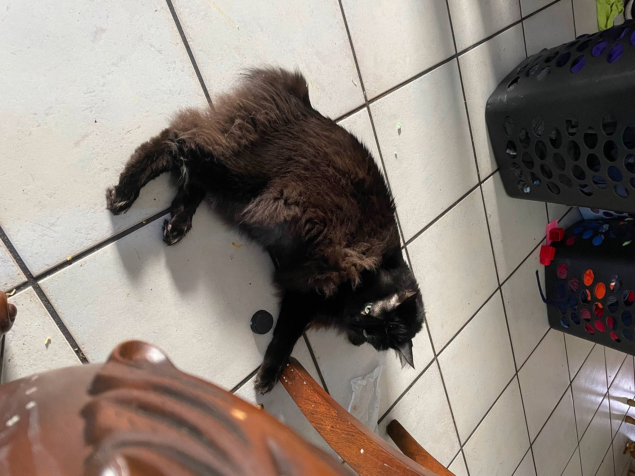 Cheese is registered to the contest to win money with this photo: canidae, carnivore, cat, claw, dog_breed, domestic_short_haired_cat, fawn, felidae, flooring, fur, paw, small_to_medium_sized_cats, snout, sporting_group, tail, terrestrial_animal, whiskers, working_animal