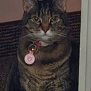 Cosette joined the competition — help win amazing prizes! cat, tabby, pet, animal, feline, portrait, close_up, sitting, bell, collar, charm, pink, whiskers, ears, eyes, indoors, doorway, wood, serious, photograph