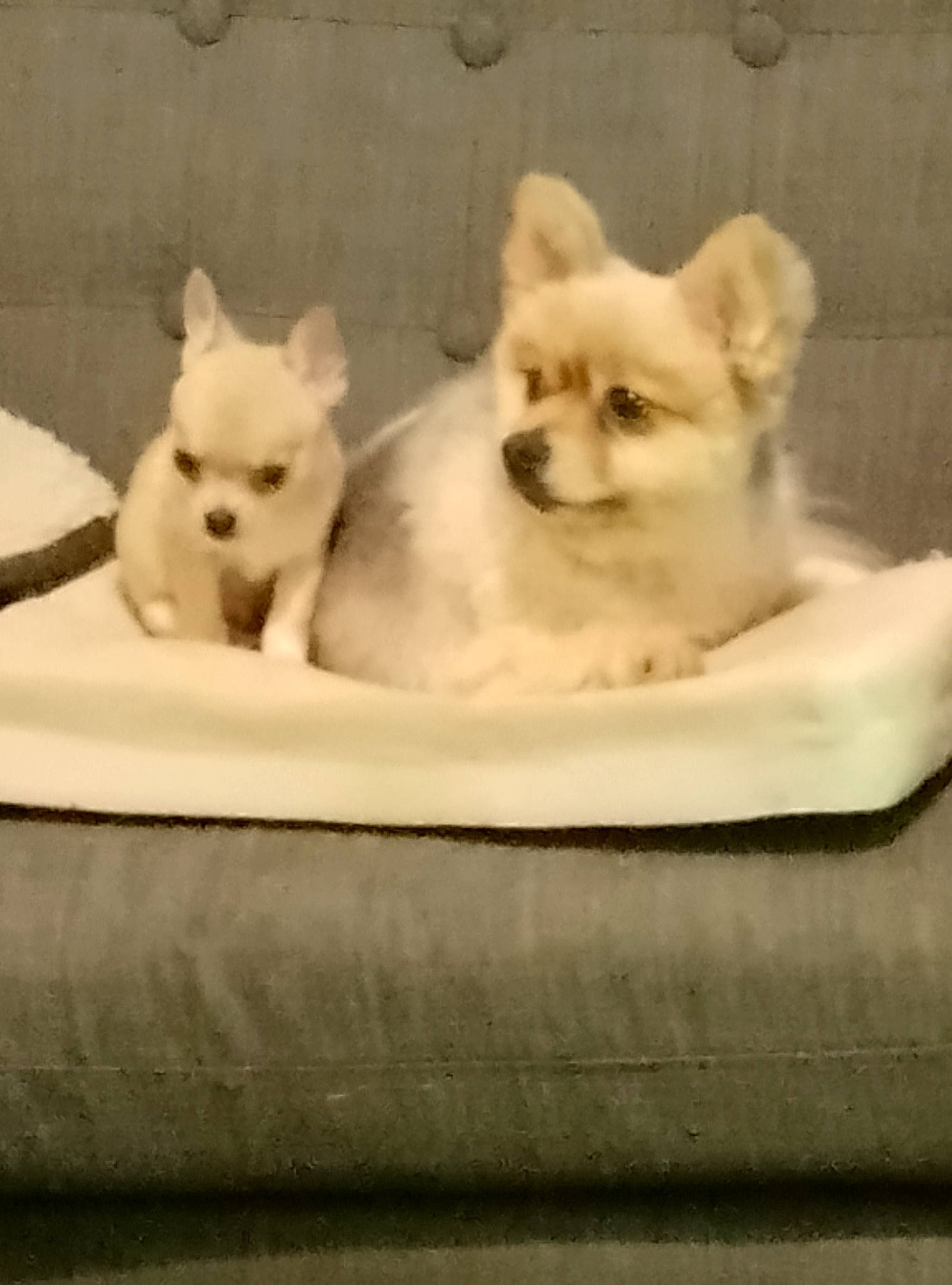 Ramsey And Alfie is registered to the contest to win money with this photo: canidae, carnivore, cat, companion_dog, dog, dog_breed, fawn, felidae, fur, mammal, paw, small_to_medium_sized_cats, snout, spitz, tail, terrestrial_animal, toy_dog, vertebrate, whiskers, wildlife