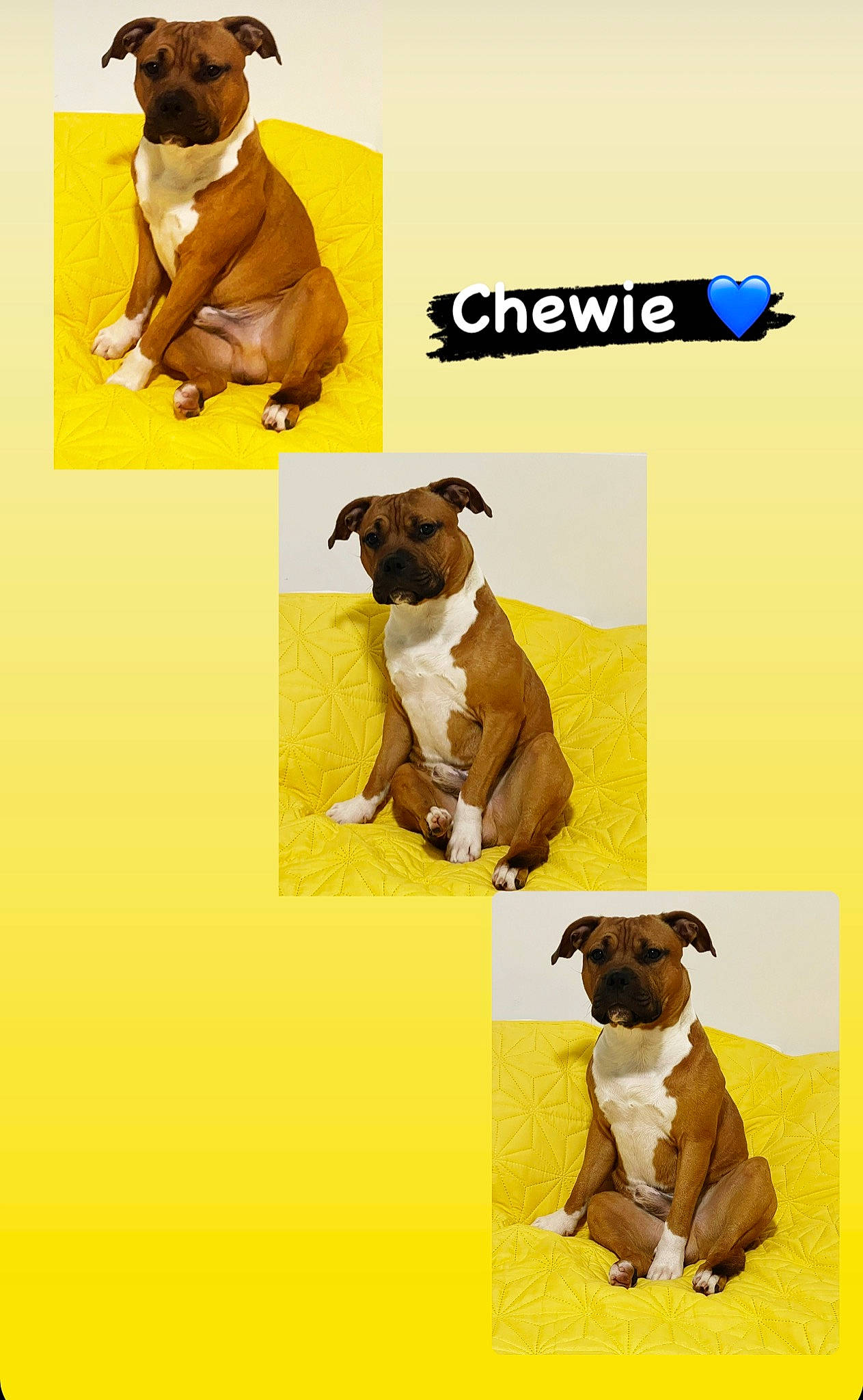 Chewbacca is registered to the contest to win money with this photo: ancient_dog_breeds, art, boxer, canidae, carnivore, collar, companion_dog, dog, dog_breed, fawn, font, illustration, internet_meme, pug, snout, sporting_group, terrestrial_animal, toy_dog, working_animal, yellow