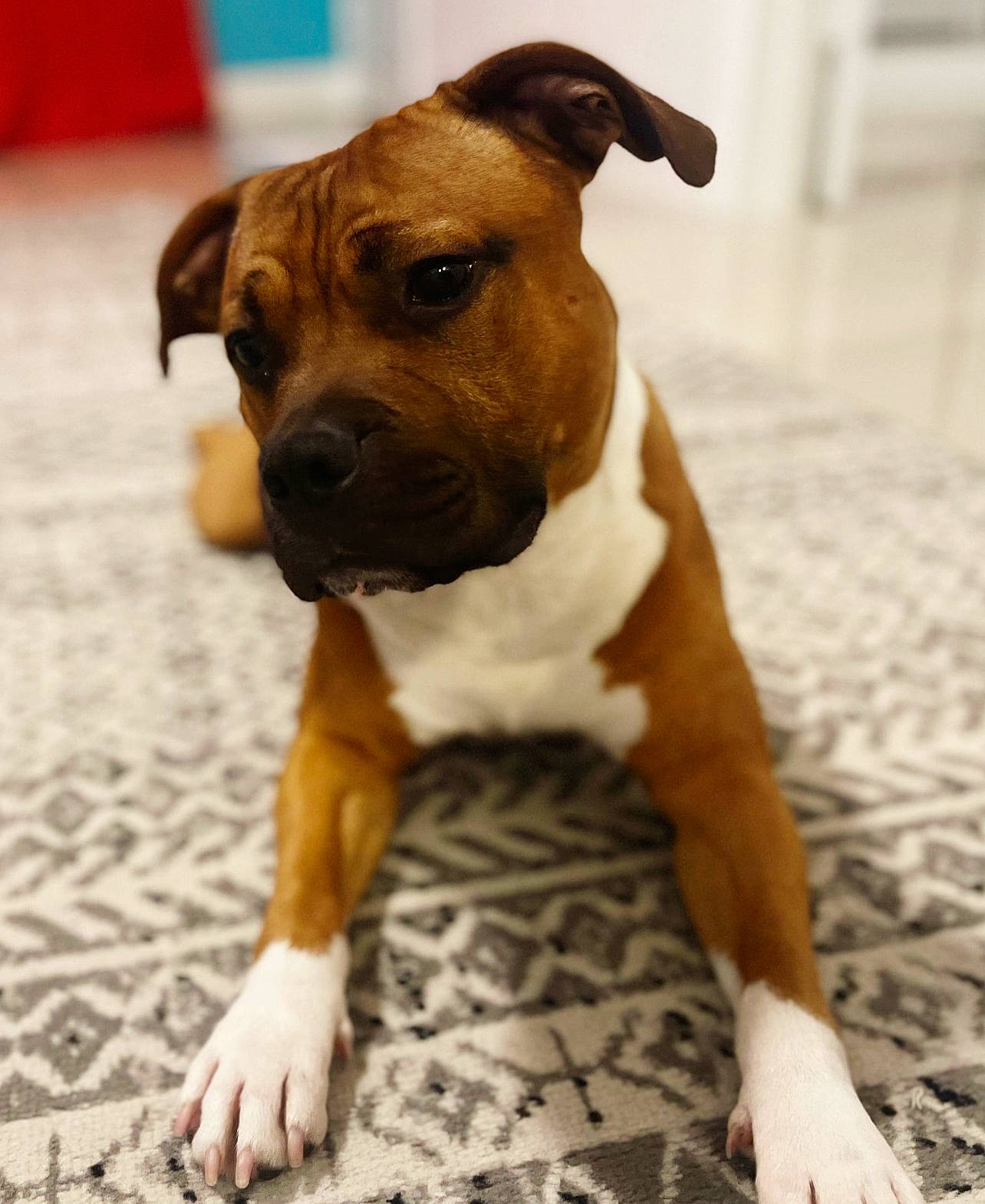 Chewbacca is registered to the contest to win money with this photo: ancient_dog_breeds, boxer, canidae, carnivore, collar, companion_dog, dog, dog_breed, dog_collar, dog_supply, fawn, flooring, molosser, paw, pet_supply, snout, sporting_group, whiskers, working_animal, working_dog