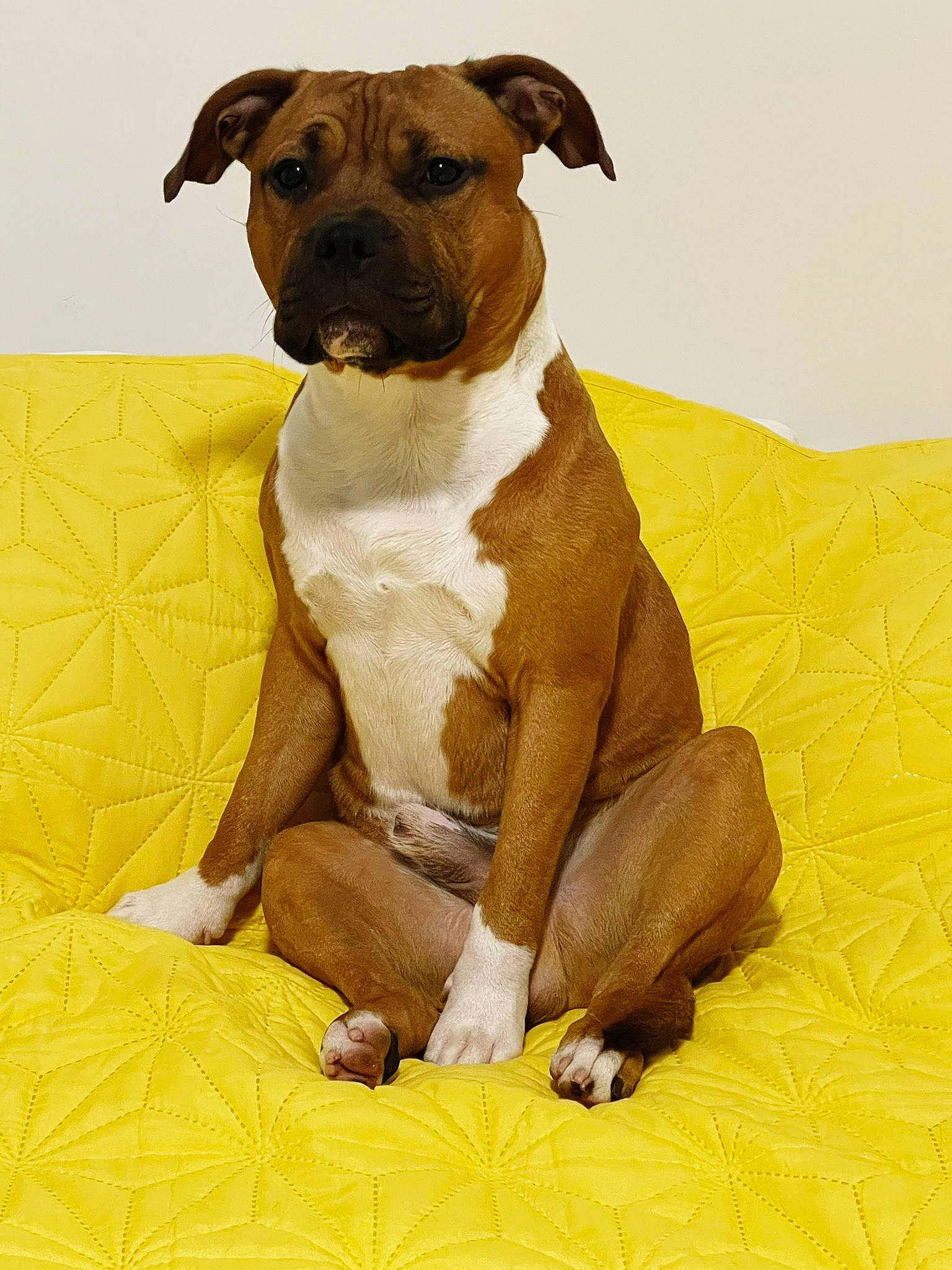 Chewbacca joined the competition — help win amazing prizes! art, ball, canidae, carnivore, companion_dog, dog, dog_breed, dog_collar, drawing, fawn, illustration, liver, molosser, painting, pet_supply, snout, sporting_group, terrestrial_animal, working_animal, working_dog