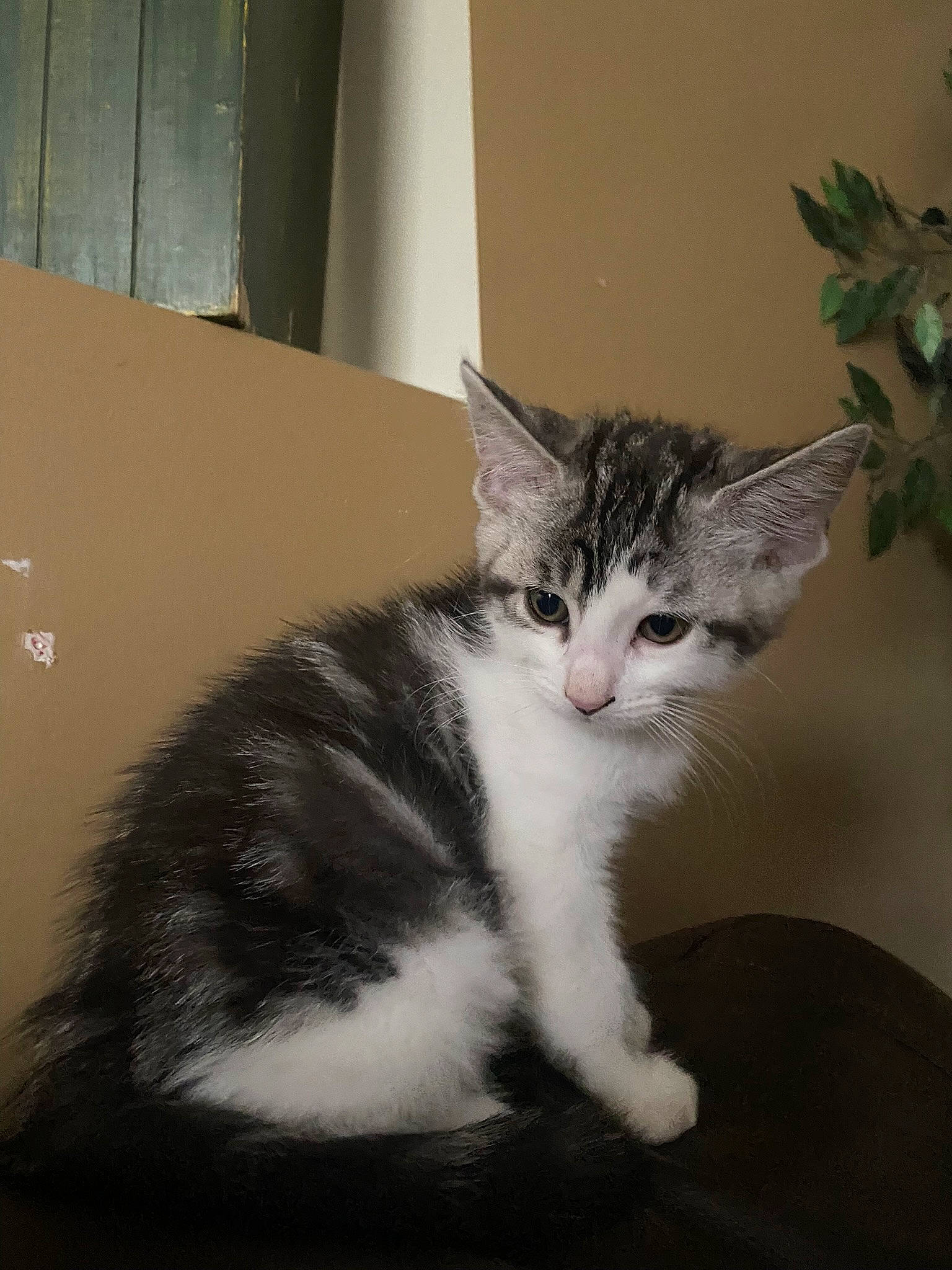 Husky joined the competition — help win amazing prizes! carnivore, cat, claw, domestic_short_haired_cat, felidae, fur, paw, plant, small_to_medium_sized_cats, tail, tree, twig, whiskers, window, wood