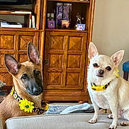 Aikanmelek is registered to the contest to win money with this photo: blanket, brown_coat, canine, chihuahua, collar, couch, cream_coat, cute, dog, ears, indoor, living_room, pet, pillow, portrait, puppy, shepherd, staring, sunflower, wood_cabinet