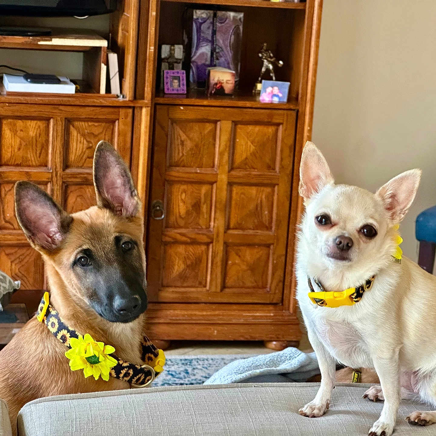 Aikanmelek is registered to the contest to win money with this photo: blanket, brown_coat, canine, chihuahua, collar, couch, cream_coat, cute, dog, ears, indoor, living_room, pet, pillow, portrait, puppy, shepherd, staring, sunflower, wood_cabinet