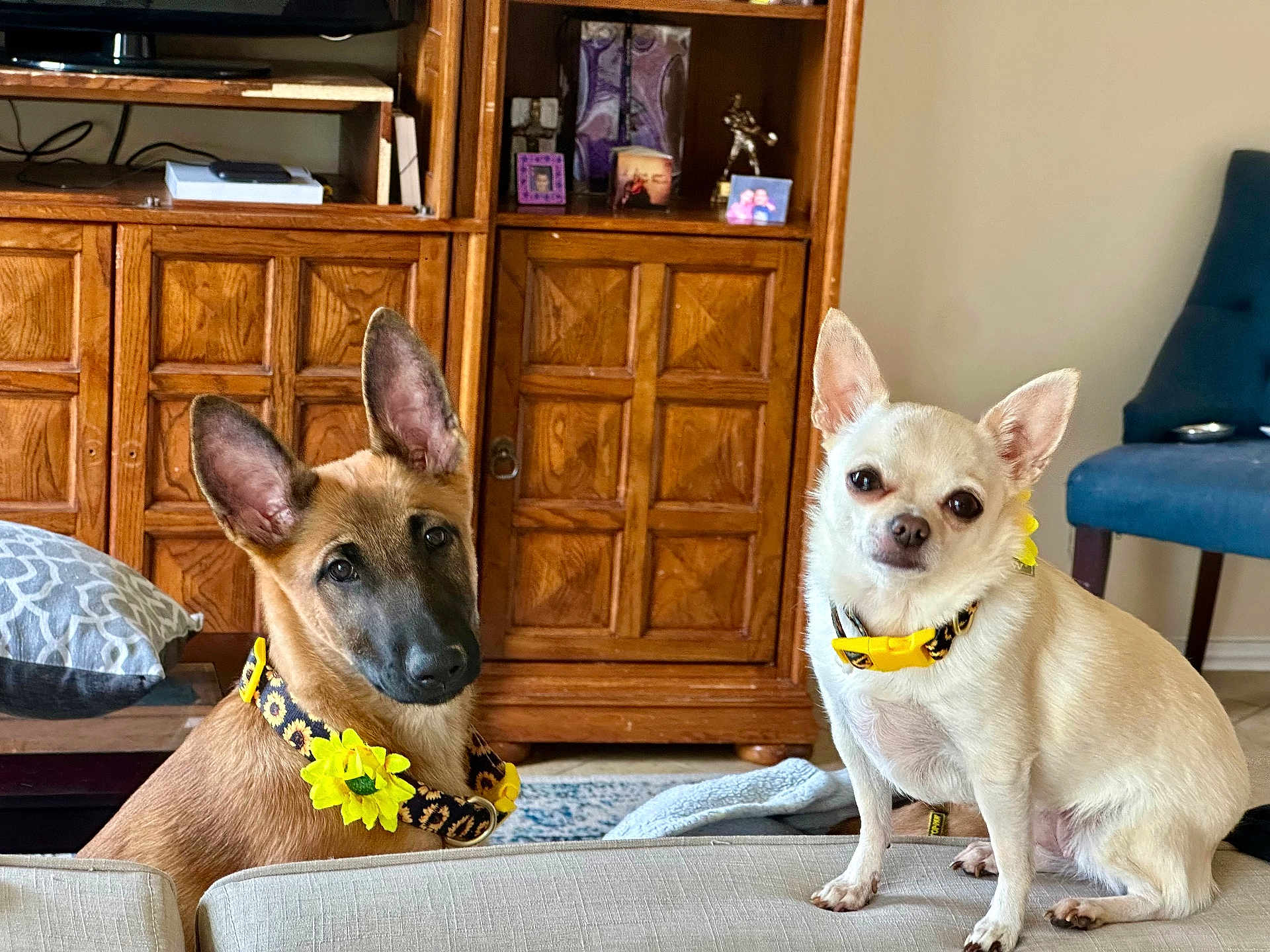 Aikanmelek is registered to the contest to win money with this photo: blanket, brown_coat, canine, chihuahua, collar, couch, cream_coat, cute, dog, ears, indoor, living_room, pet, pillow, portrait, puppy, shepherd, staring, sunflower, wood_cabinet