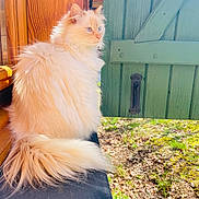 Rouckette a rejoint le concours — aidez-le/la à gagner de superbes lots ! animal, blue_eyes, calm, cat, cream_color, domestic, fluffy, fur, garden, green_door, nature, outdoor, pet, plants, portrait, relaxed, side_view, sitting, sunlight, wooden_wall