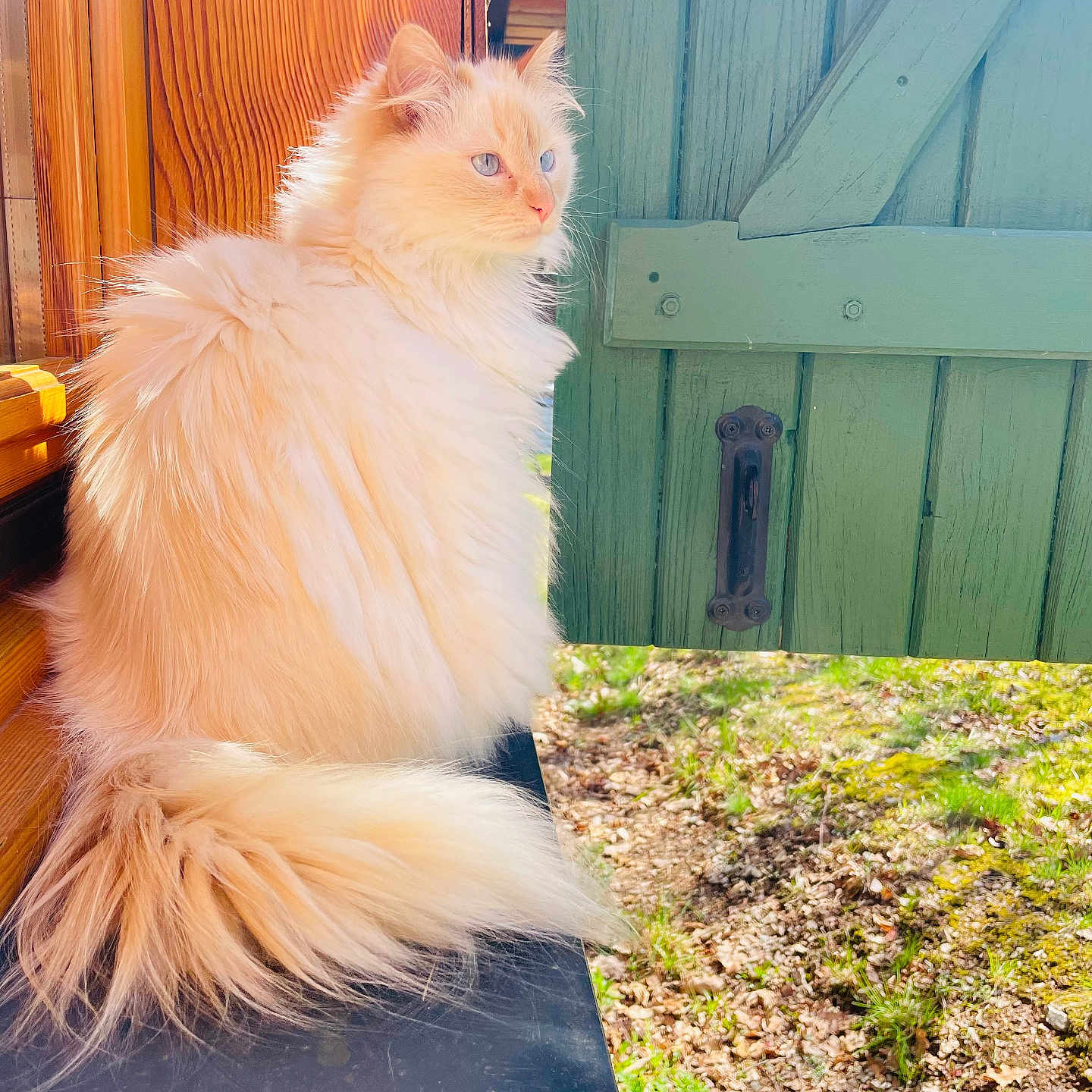 Rouckette a rejoint le concours — aidez-le/la à gagner de superbes lots ! animal, blue_eyes, calm, cat, cream_color, domestic, fluffy, fur, garden, green_door, nature, outdoor, pet, plants, portrait, relaxed, side_view, sitting, sunlight, wooden_wall