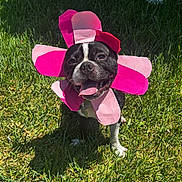Pedro is registered to the contest to win money with this photo: dog, grass, costume, flower, pink, black_and_white, pet, outdoor, sunlight, tongue_out, happy, animal, nature, cute, playful, canine, summer, smiling, greenery, portrait