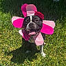 dog, grass, costume, flower, pink, black_and_white, pet, outdoor, sunlight, tongue_out, happy, animal, nature, cute, playful, canine, summer, smiling, greenery, portrait