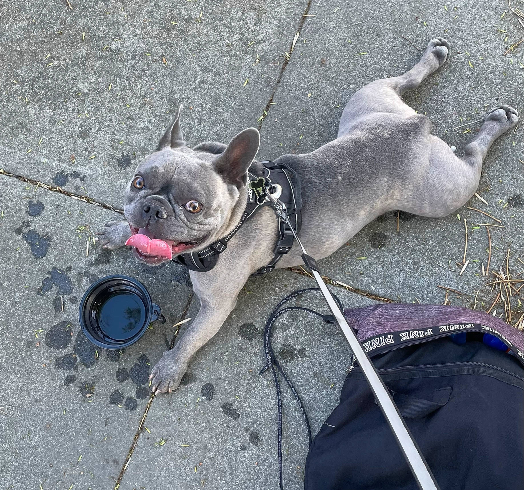Barkley joined the competition — help win amazing prizes! carnivore, collar, companion_dog, dog, dog_breed, dog_collar, dog_supply, fashion_accessory, fawn, grey, leash, pet_supply, pug, road_surface, sidewalk, snout, sporting_group, tail, toy_dog, working_animal