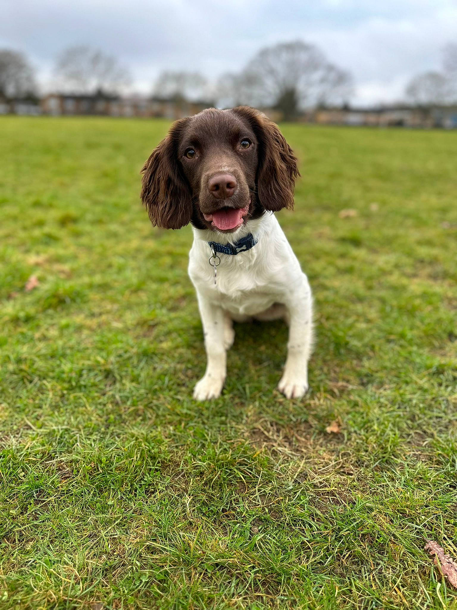 Lily is registered to the contest to win money with this photo: canidae, carnivore, cloud, companion_dog, dog, dog_breed, grass, grassland, gun_dog, hunting_dog, liver, plant, pointing_breed, retriever, sky, snout, spaniel, sporting_group, tree, working_dog