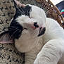 Steven Martinez is registered to the contest to win money with this photo: cat, sleeping, black_and_white, feline, pet, basket, cozy, whiskers, fur, nap, indoor, relaxed, cute, soft_texture, closeup, animal, resting, comfort, domestic_cat, peaceful