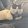 Steven Martinez joined the competition — help win amazing prizes! cat, black_and_white, feline, pet, resting, sleeping, couch, blanket, indoor, cozy, fur, animal, domestic, relaxing, closeup, comfort, soft, whiskers, ears, collar
