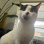Steven Martinez is registered to the contest to win money with this photo: cat, black_and_white, indoor, window, blinds, plant, furniture, curious, pet, animal, whiskers, face, fur, close_up, domestic, looking, standing, household, light, shadow