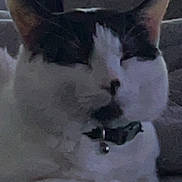 Steven Martinez is registered to the contest to win money with this photo: cat, black_and_white, resting, collar, bell, indoor, feline, pet, couch, sleepy, fur, whiskers, closeup, animal, domestic, relaxed, quiet, soft, face, ears