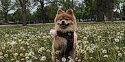Sasha Martinez joined the competition — help win amazing prizes! dog, fluffy_dog, field, dandelions, flowers, grass, trees, outdoor, nature, leash, park, cloudy_sky, animal, pet, happy, canine, spring, greenery, cute, walking