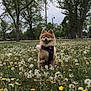 dog, fluffy_dog, field, dandelions, flowers, grass, trees, outdoor, nature, leash, park, cloudy_sky, animal, pet, happy, canine, spring, greenery, cute, walking