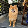Sasha Martinez is registered to the contest to win money with this photo: dog, pomeranian, fluffy, smiling, porch, outdoor, deck, wooden_floor, fence, chair, table, greenery, sunlight, pet, cute, happy, animal, domestic_animal, canine, standing