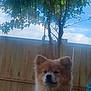 Sasha Martinez is registered to the contest to win money with this photo: dog, chair, tree, fence, outdoor, pet, harness, sky, leafy_tree, wooden_fence, blue_chair, fluffy_dog, sitting, backyard, daytime, canine, fur, nature, calm, animal