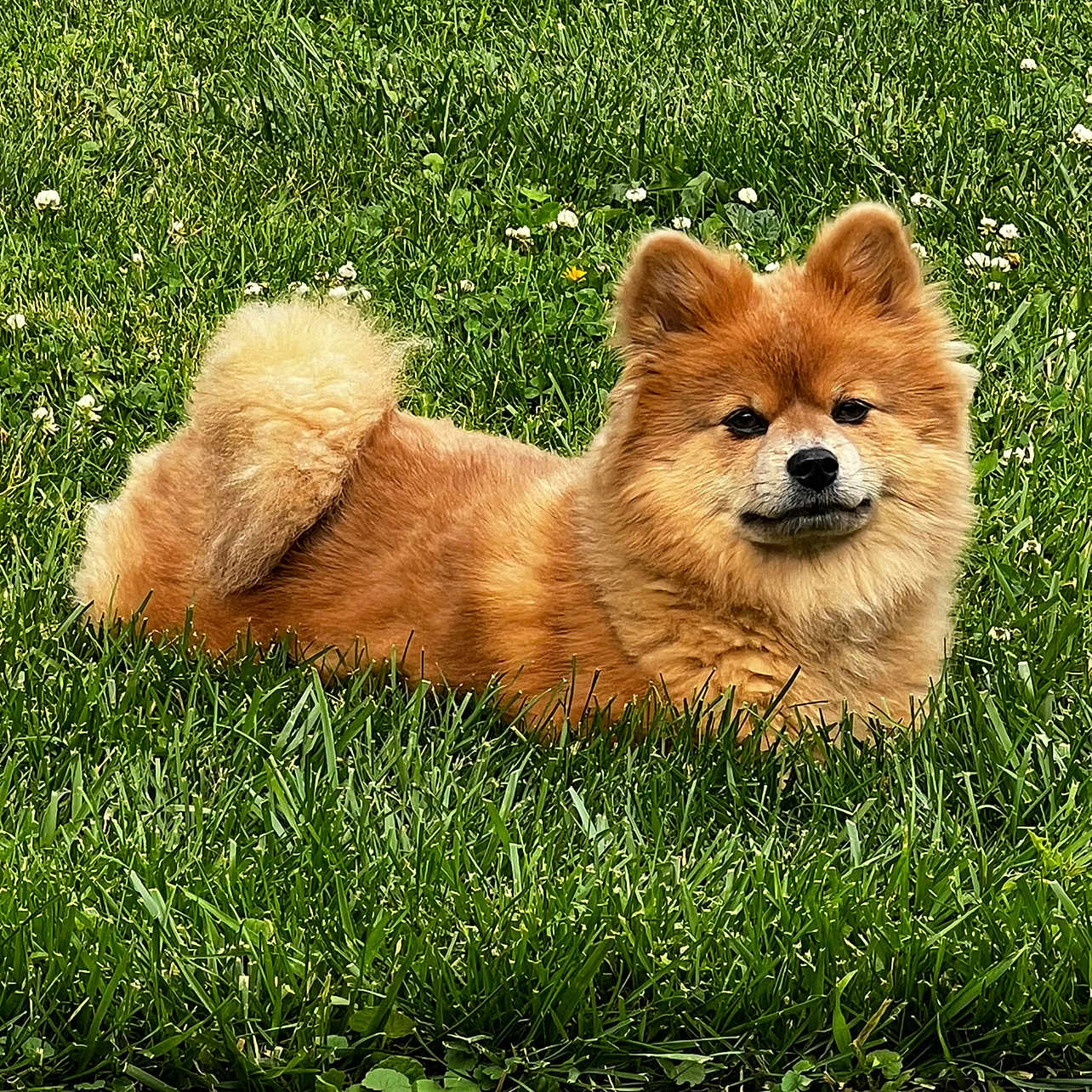 Sasha Martinez is registered to the contest to win money with this photo: animal, canine, cute, daylight, dog, face, fluffy, fur, grass, greenery, laying, nature, outdoor, park, paws, pet, relaxed, small_flowers, summer, tail