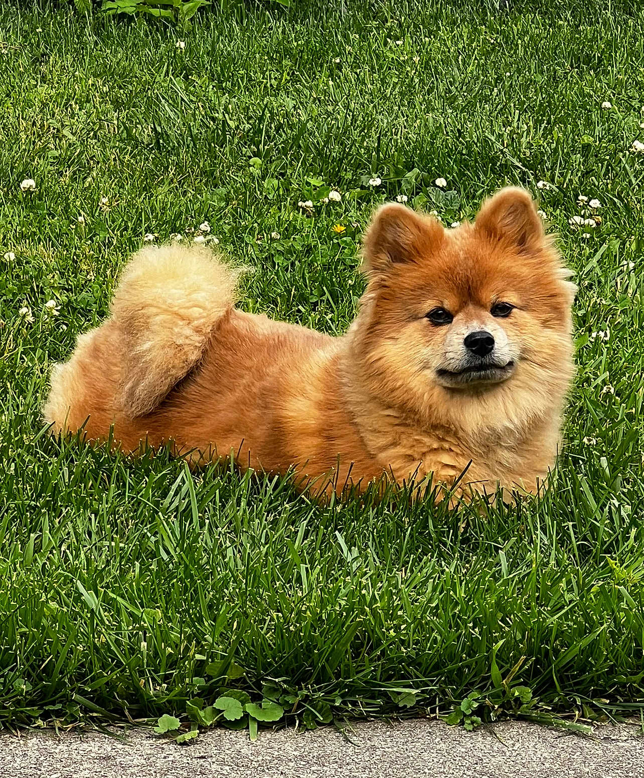 Sasha Martinez is registered to the contest to win money with this photo: dog, grass, outdoor, fluffy, pet, canine, nature, animal, relaxed, greenery, summer, cute, fur, paws, tail, face, laying, small_flowers, daylight, park