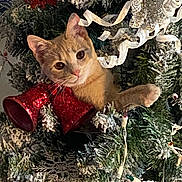 Sadie is registered to the contest to win money with this photo: branch, cat, christmas_tree, curious, decorations, festive, fur, holiday, indoor, kitten, lights, ornament, pet, pine_needles, playful, portrait, red_bell, ribbon, stuck, whiskers