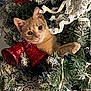 branch, cat, christmas_tree, curious, decorations, festive, fur, holiday, indoor, kitten, lights, ornament, pet, pine_needles, playful, portrait, red_bell, ribbon, stuck, whiskers