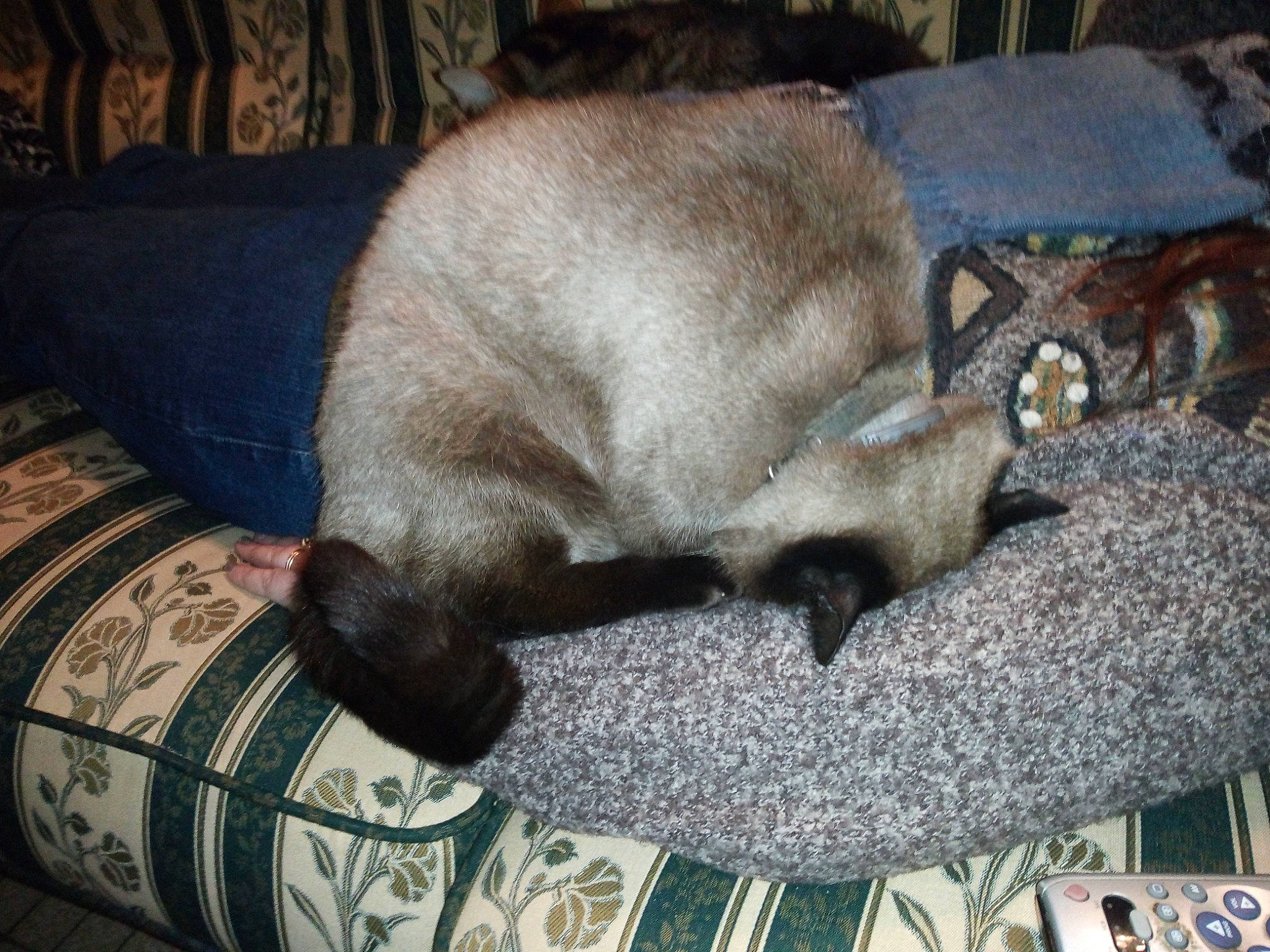 Wifi participe au concours pour gagner de l'argent avec cette photo : canidae, carnivore, comfort, companion_dog, dog, dog_breed, fawn, felidae, fur, grey, linens, liver, nap, pet_supply, small_to_medium_sized_cats, sporting_group, tail, terrestrial_animal, whiskers, working_animal