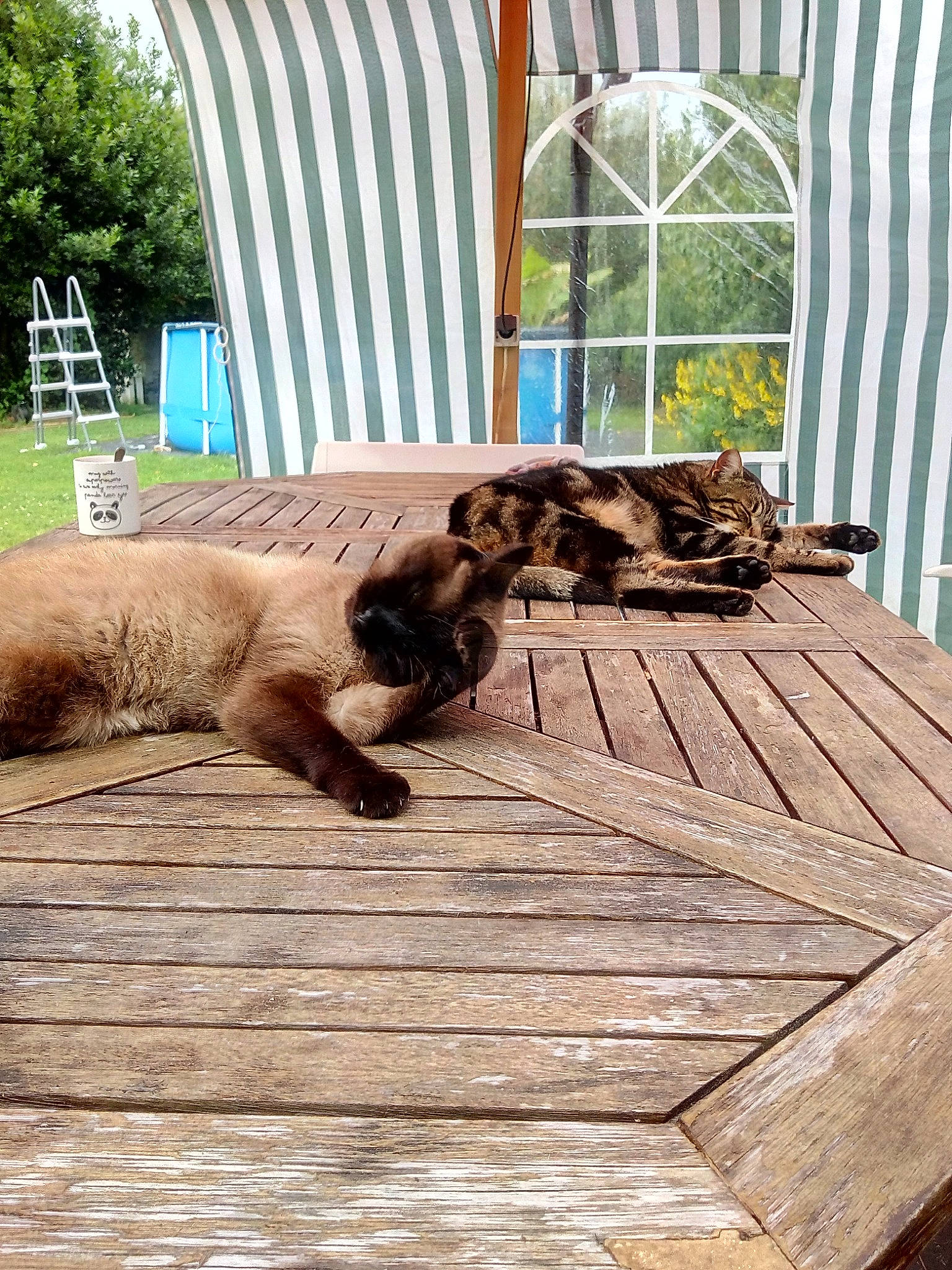 Wifi participe au concours pour gagner de l'argent avec cette photo : brown, carnivore, cat, companion_dog, dog_breed, fawn, felidae, floor, flooring, grass, hardwood, house, plant, small_to_medium_sized_cats, tail, terrestrial_animal, tree, window, wood, wood_stain