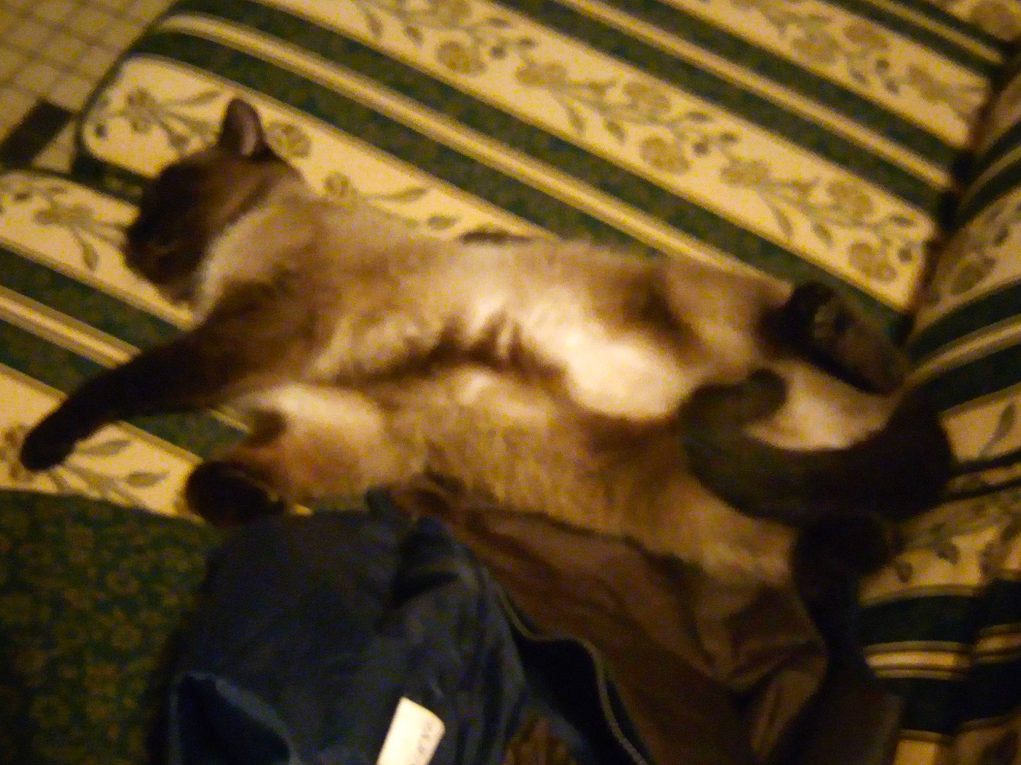 Wifi a rejoint le concours — aidez-le/la à gagner de superbes lots ! canidae, carnivore, cat, comfort, dog_breed, domestic_short_haired_cat, felidae, fur, monochrome, nap, paw, shadow, small_to_medium_sized_cats, snout, sporting_group, tail, whiskers, wood