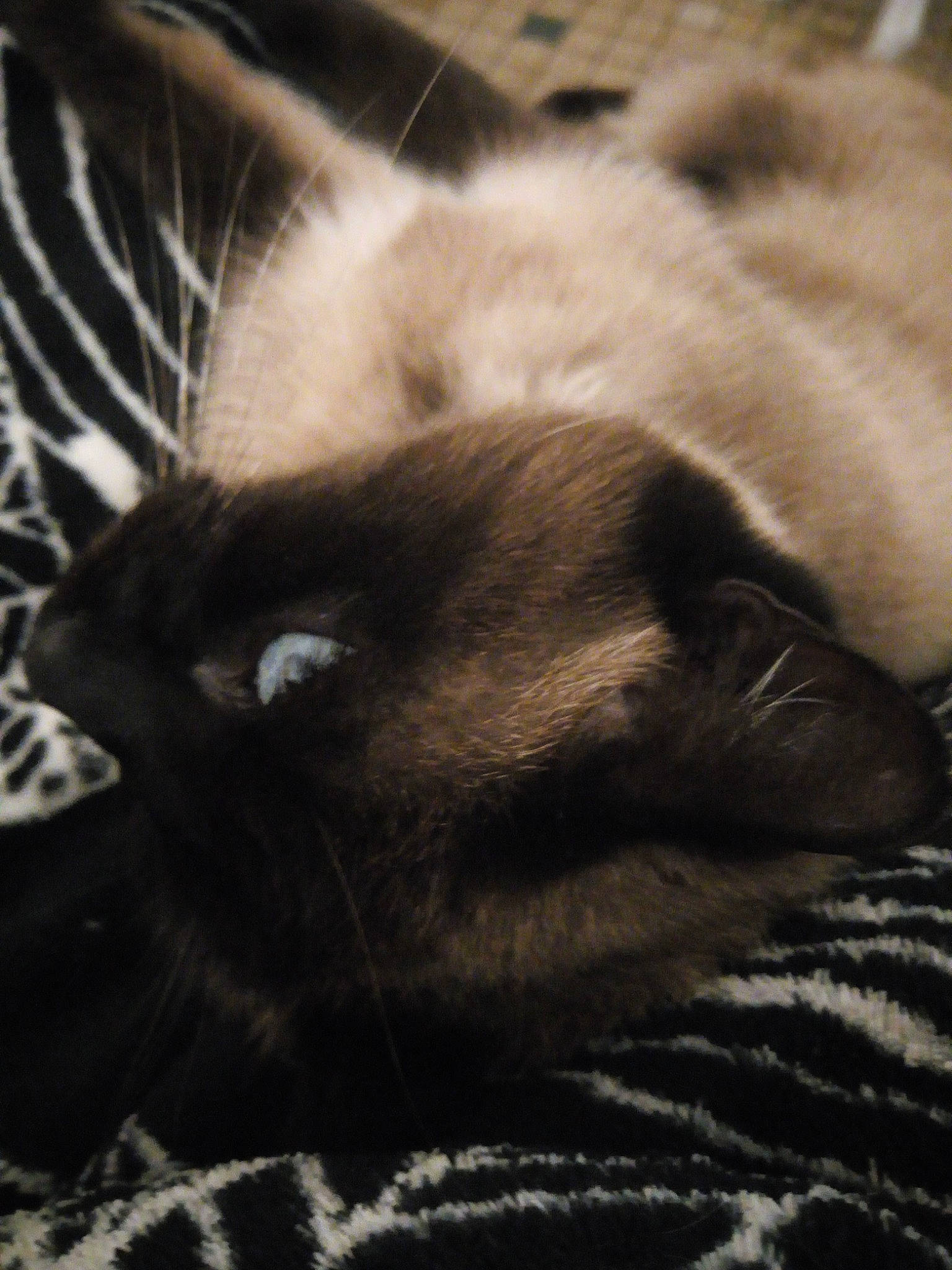 Wifi participe au concours pour gagner de l'argent avec cette photo : balinese, carnivore, cat, claw, cloud, comfort, domestic_short_haired_cat, felidae, fur, grey, monochrome, monochrome_photography, paw, siamese, sky, small_to_medium_sized_cats, snout, tail, thai, whiskers