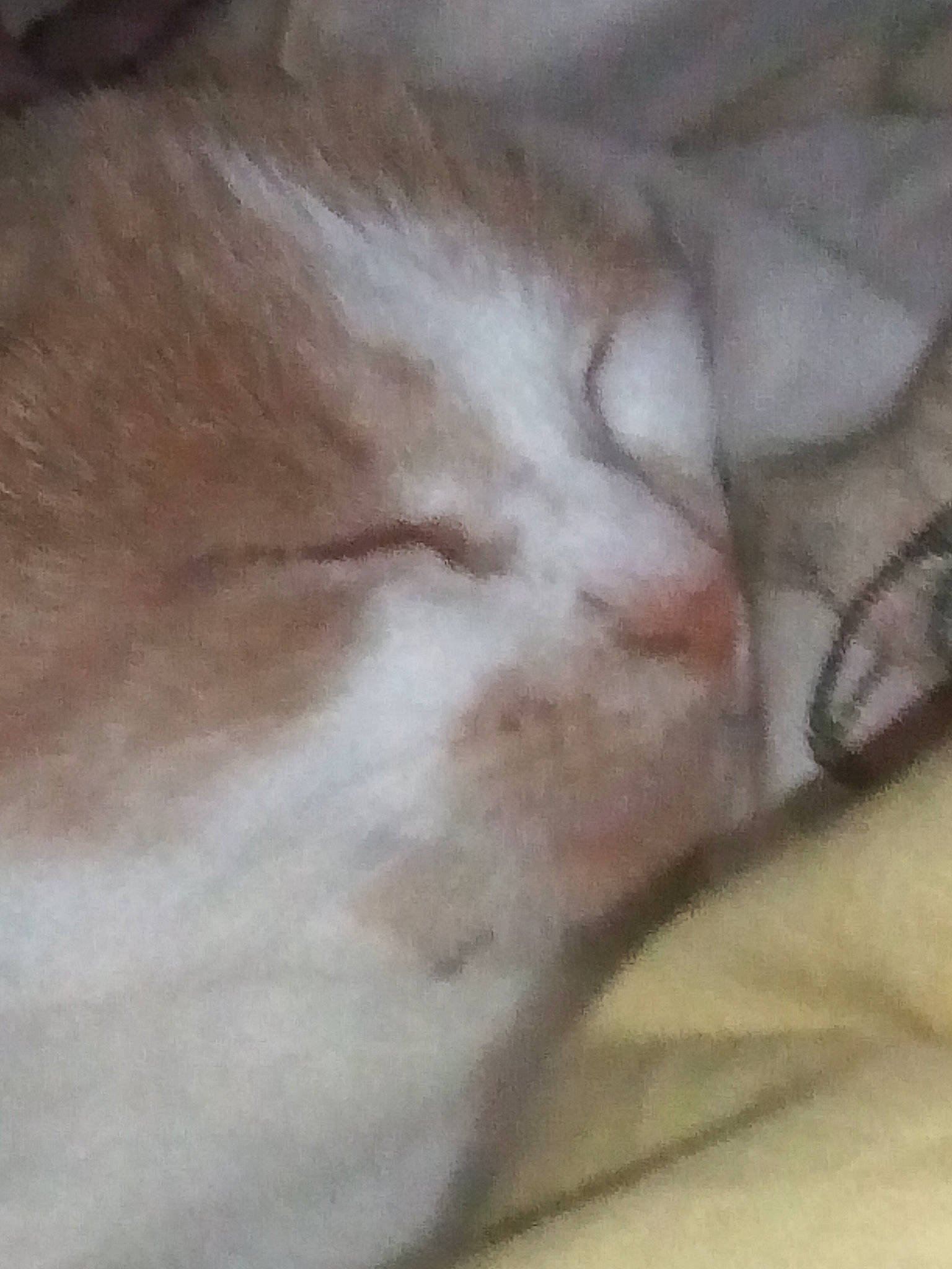 Kebbab participe au concours pour gagner de l'argent avec cette photo : carnivore, cat, comfort, domestic_short_haired_cat, fawn, felidae, fur, hardwood, nap, paw, sleep, small_to_medium_sized_cats, snout, tail, whiskers, wood