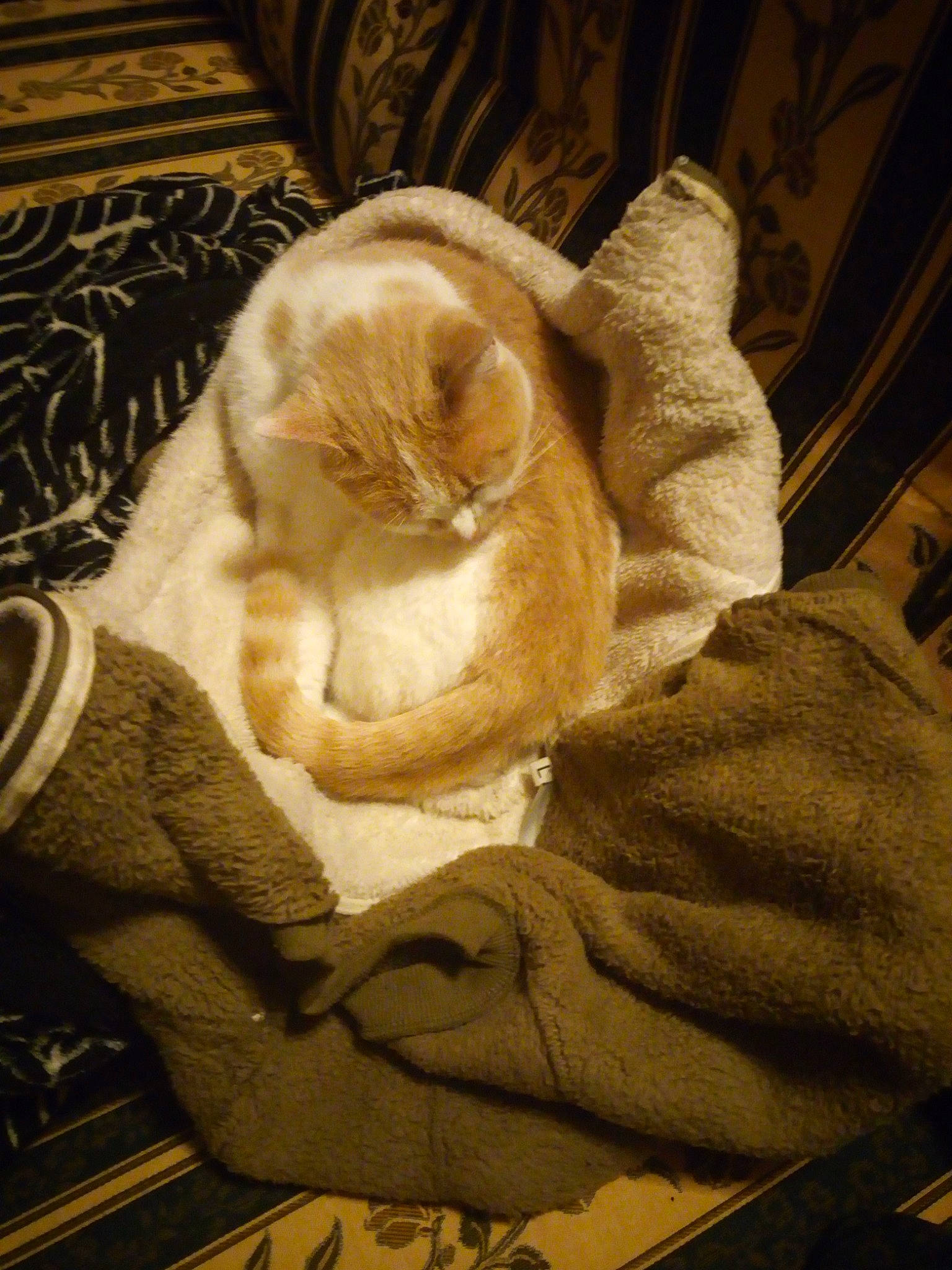 Kebbab a rejoint le concours — aidez-le/la à gagner de superbes lots ! art, carnivore, cat, child, comfort, companion_dog, domestic_short_haired_cat, fawn, felidae, fur, linens, room, sculpture, small_to_medium_sized_cats, snout, sporting_group, tail, textile, whiskers, wood