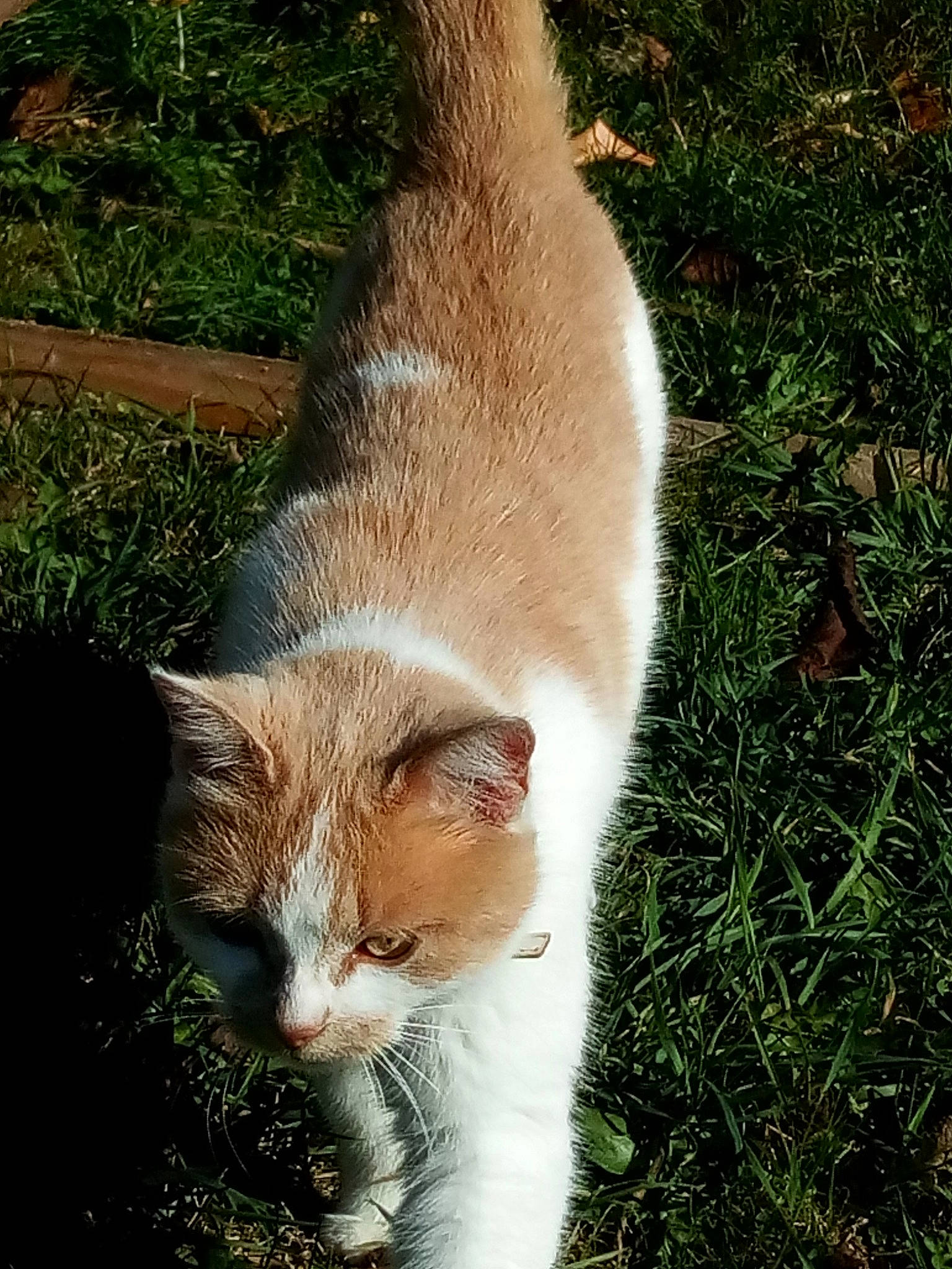 Kebbab participe au concours pour gagner de l'argent avec cette photo : canidae, carnivore, cat, domestic_short_haired_cat, eye, fawn, felidae, fur, grass, head, paw, plant, small_to_medium_sized_cats, snout, tail, terrestrial_animal, tree, whiskers, wildlife, wood