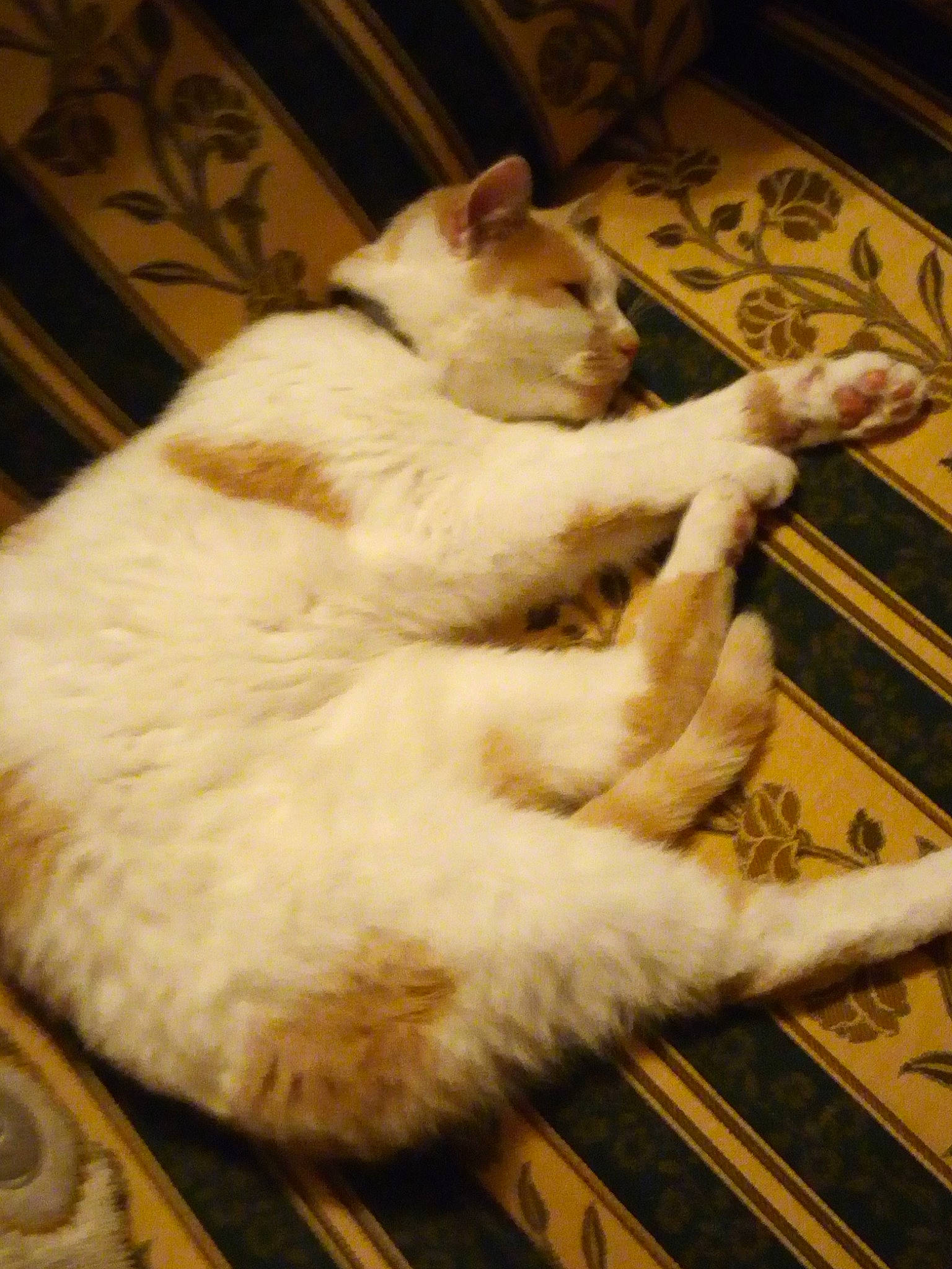 Kebbab participe au concours pour gagner de l'argent avec cette photo : carnivore, cat, claw, comfort, domestic_short_haired_cat, fawn, felidae, flooring, fur, hardwood, mammal, paw, small_to_medium_sized_cats, snout, tail, vertebrate, whiskers, wood