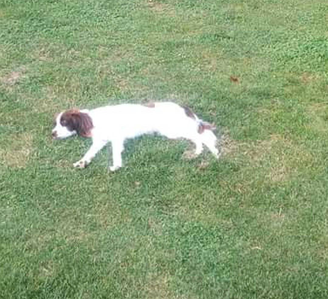 Marka participe au concours pour gagner de l'argent avec cette photo : brittany, canidae, carnivore, companion_dog, dog, dog_breed, grass, gun_dog, hunting_dog, liver, non_sporting_group, plant, spaniel, sporting_group, tail, toy_dog, welsh_springer_spaniel, working_dog