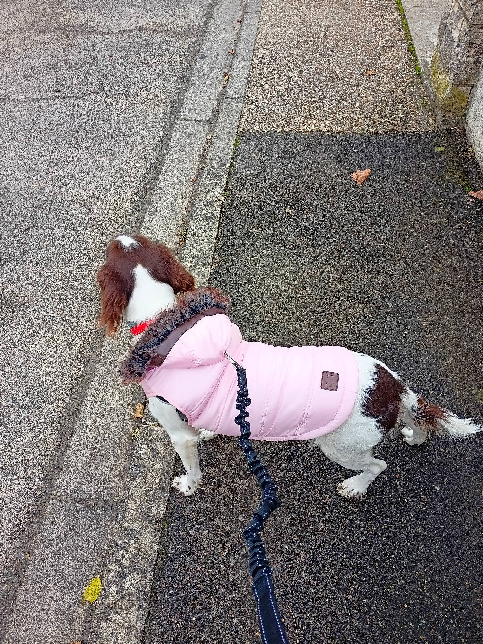 Marka participe au concours pour gagner de l'argent avec cette photo : asphalt, carnivore, collar, companion_dog, concrete, dog, dog_breed, dog_clothes, dog_collar, dog_supply, fawn, leash, mammal, pet_supply, road_surface, sidewalk, snout, tail, vertebrate, working_animal