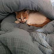 Kebab participe au concours pour gagner de l'argent avec cette photo : cat, orange_cat, white_cat, blanket, blue_blanket, cozy, sleepy, indoor, pet, fur, resting, comfort, cute, animal, domestic_cat, snuggled, warm, relaxed, soft_texture, hidden